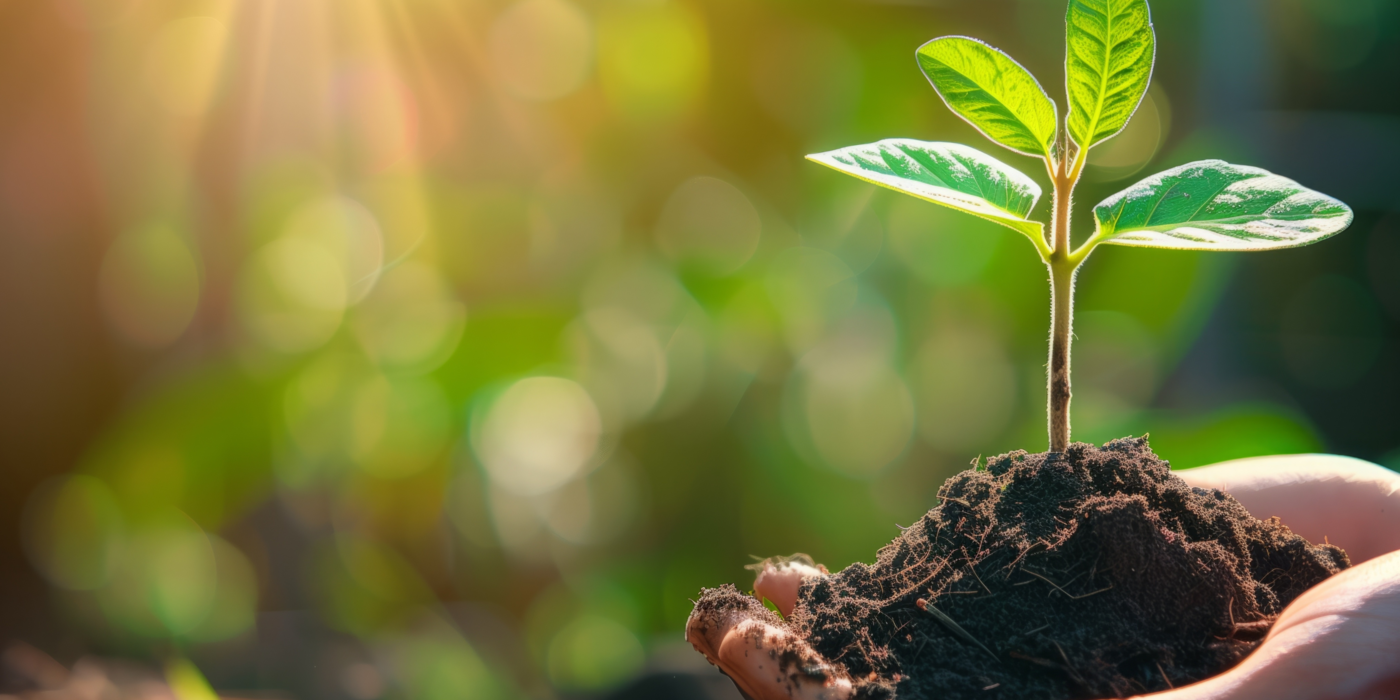 Hand hält einen kleinen Erdhaufen aus dem eine Pflanze kommt