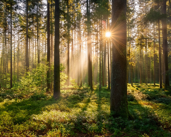 Abbildung von vielen Bäumen in einem Wald